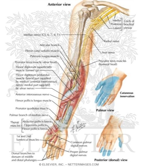 Watermarked preview of labeled image: Median Nerve of Forearm