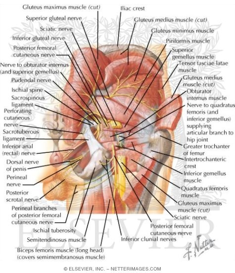 Watermarked preview of labeled image: Nerves of Buttock