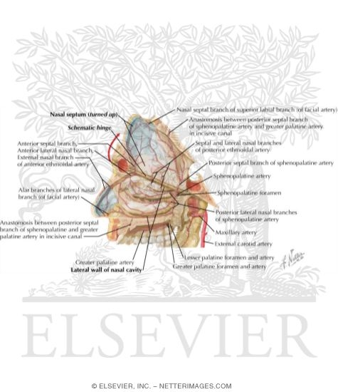 Arteries of Nasal Cavity: Nasal Septum Turned Up