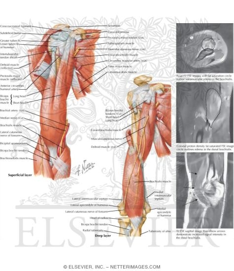 Arm Muscles With Portions of Arteries and Nerves
Muscles of Arm: Anterior Views