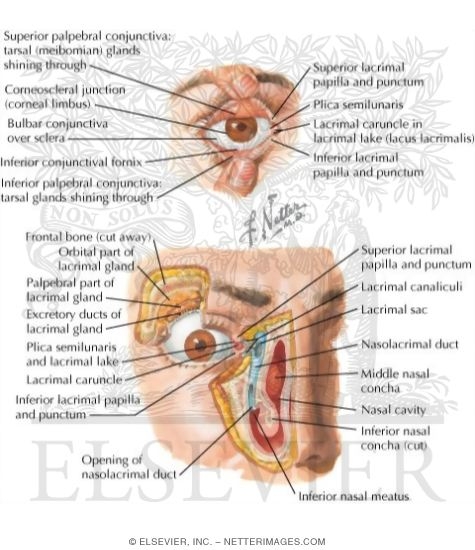 Orbit: Eyelids and Lacrimal Apparatus