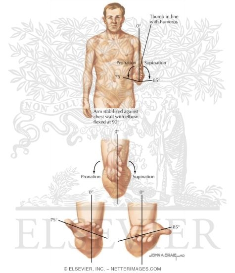 Supination and pronation are terms - Anatomy For Sculptors