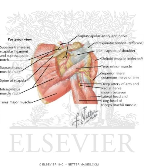 Watermarked preview of labeled image: Muscles of the Rotator Cuff