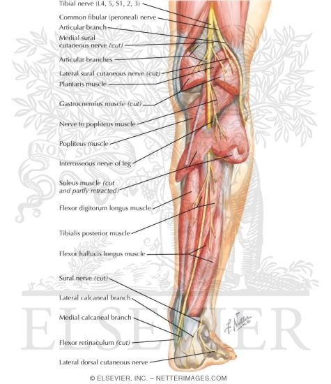 tibial nerve