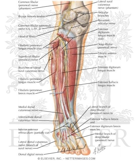 Watermarked preview of labeled image: Common Peroneal Nerve