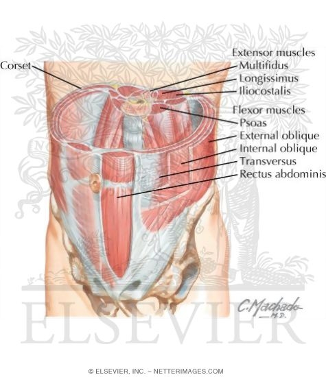 Muscles of Anterior Abdominal Wall
