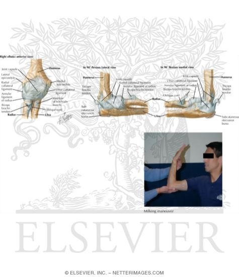 Watermarked preview of labeled image: Ligaments of Elbow