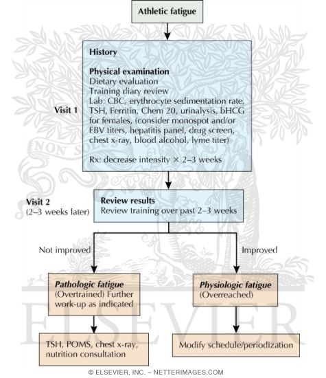 Watermarked preview of labeled image: Proposed Clinical Evaluation of Athletic Fatigue
