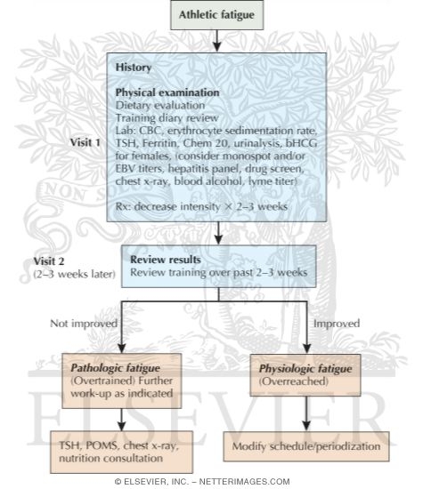 Watermarked preview of unlabeled image: Proposed Clinical Evaluation of Athletic Fatigue
