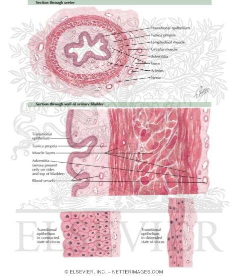 Histology of Ureters and Bladder