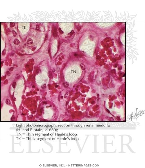 Stereogram of Thin Segment of Renal Tubule