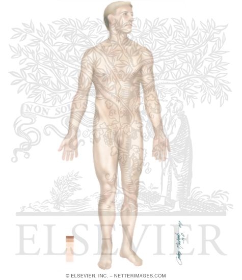 Male Surface Anatomy