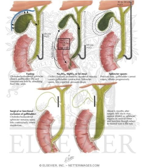 Watermarked preview of labeled image: Function of Gallbladder and Choledochoduodenal Sphincter