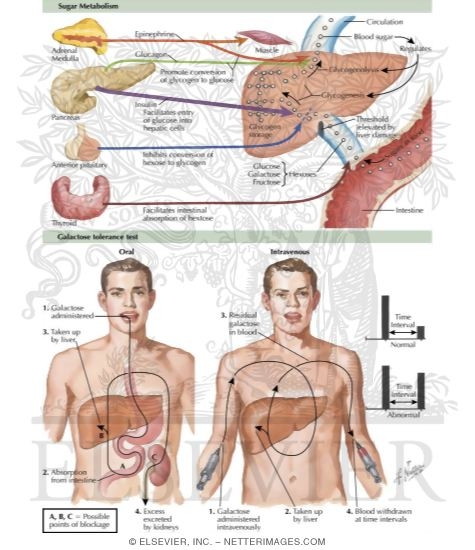 Blood Sugar Regulation, Galactose Tolerance Test