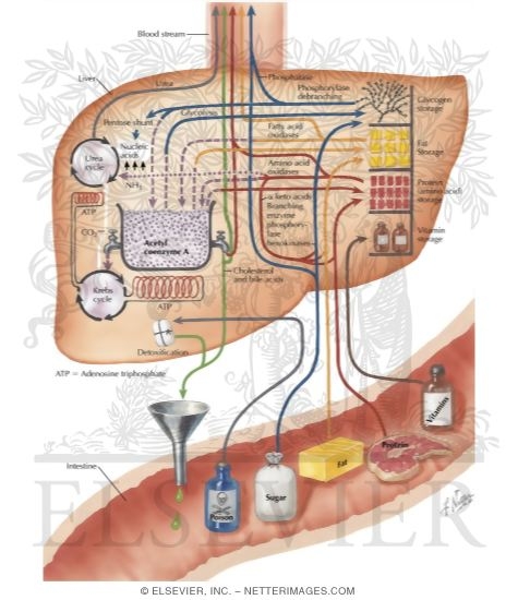 Watermarked preview of labeled image: The Metabolic Pool