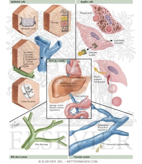 Liver Functions