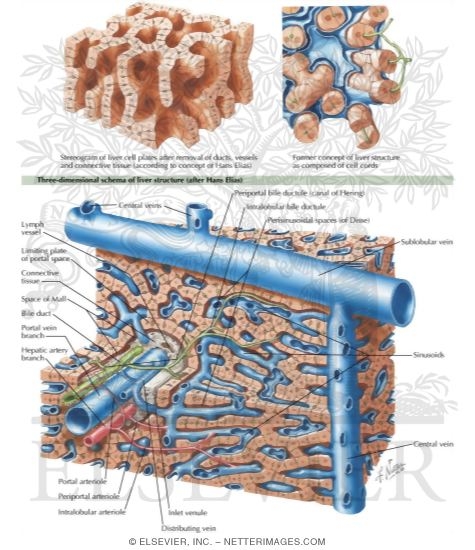 Watermarked preview of labeled image: Intrahepatic Structures