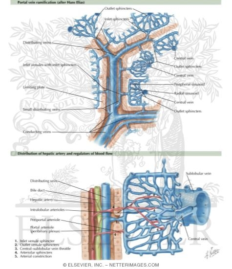 Watermarked preview of labeled image: Intrahepatic Vascular System
