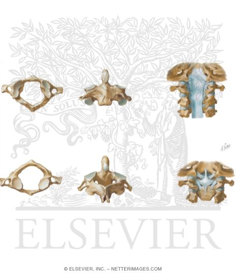 Anatomy of a Vertebra