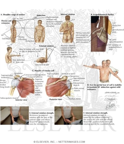 Physical Examination of Shoulder