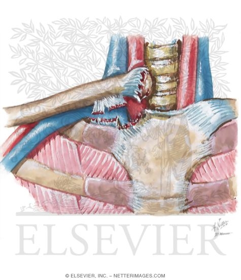 Watermarked preview of unlabeled image: Dislocation of Acromioclavicular Or Sternoclavicular Joint