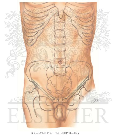 Watermarked preview of unlabeled image: Quadrants of Abdomen