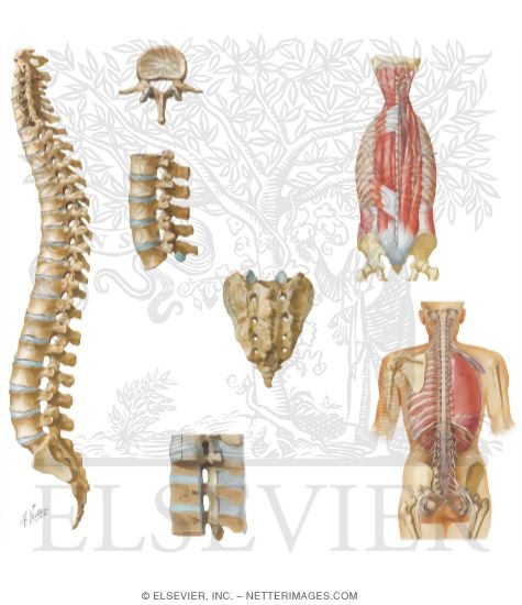 Watermarked preview of unlabeled image: Anatomy of the Spine