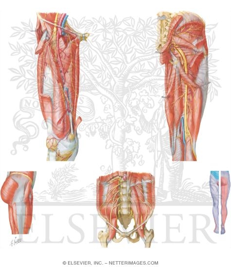 Anatomy of the Pelvis, Hip, and Thigh