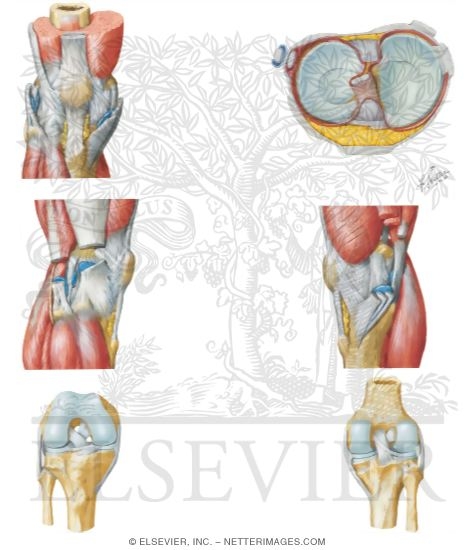 Anatomy of the Knee