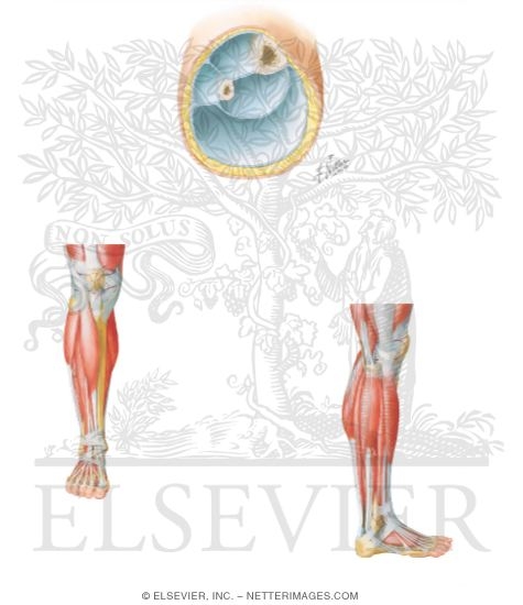 compartments of leg and foot