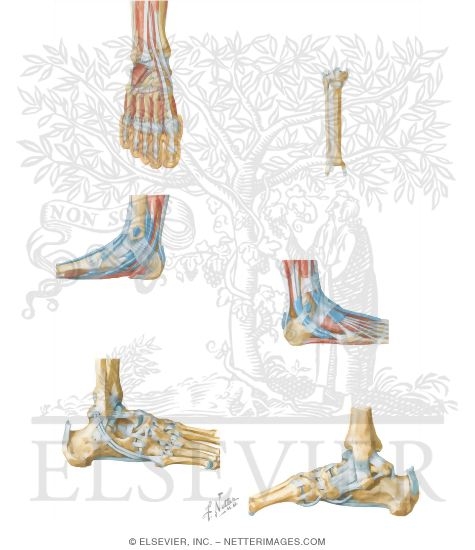 Watermarked preview of unlabeled image: Anatomy of the Leg and Ankle
