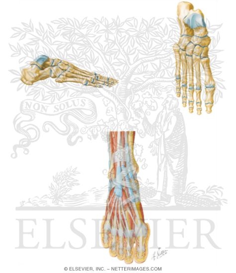 Anatomy of the Foot