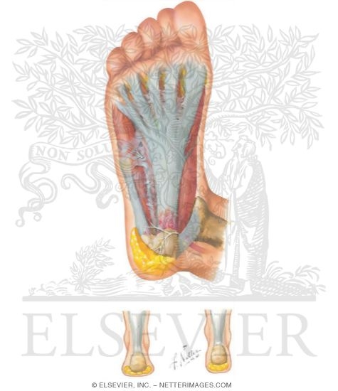 Plantar Fascia