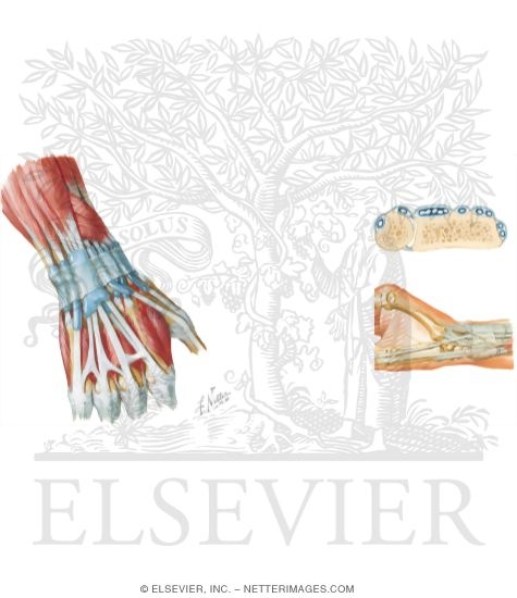 Wrist and Forearm Injuries In Rowing