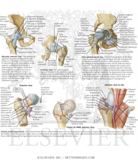 Anatomy of the Pelvis, Hip, and Thigh