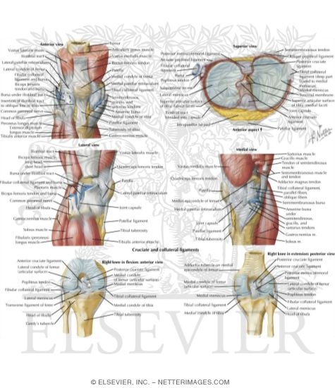 Anatomy of the Knee