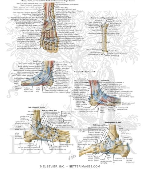 Watermarked preview of labeled image: Anatomy of the Leg and Ankle