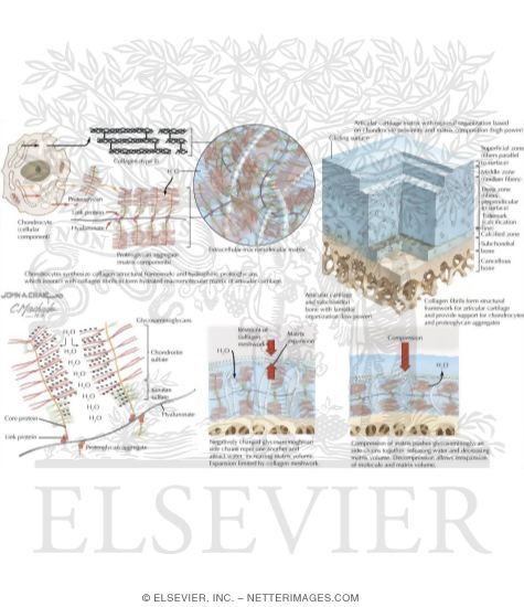 Watermarked preview of labeled image: Composition and Structure of Articular Cartilage