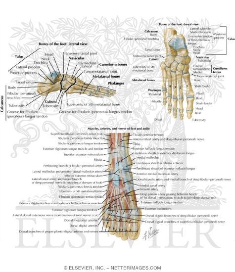 Anatomy of the Foot