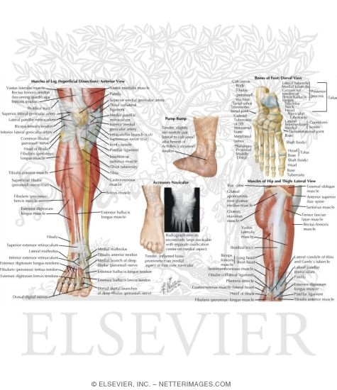 Watermarked preview of labeled image: Figure Skating Injuries