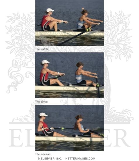 Phases of Rowing Stroke