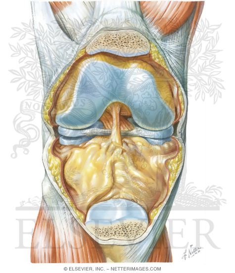 Watermarked preview of unlabeled image: Synovial Joints