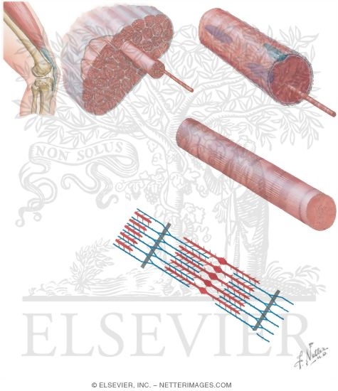 Organization of Skeletal Muscle