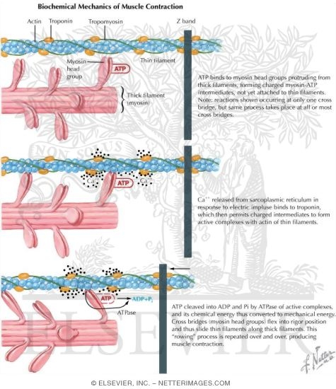 Biochemical Mechanics of Muscle Contraction