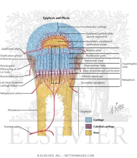 Structure and Blood Supply of Growth Plate