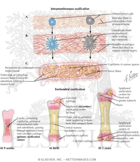 Watermarked preview of labeled image: Intramembranous and Enchondral Ossification