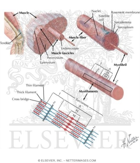 Organization of Skeletal Muscle