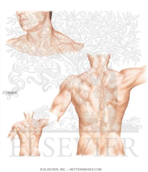 Watermarked preview of unlabeled image: Topographic Anatomy of the Spine