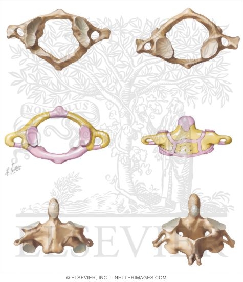 Watermarked preview of unlabeled image: Osteology of the Spine