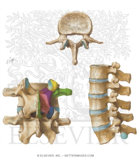 Watermarked preview of unlabeled image: Osteology of the Spine